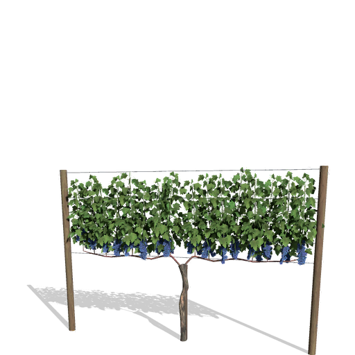 Grape Vine